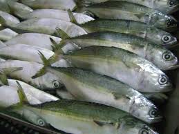 Indian Mackeral